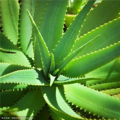 10 Aloe Vera Seeds