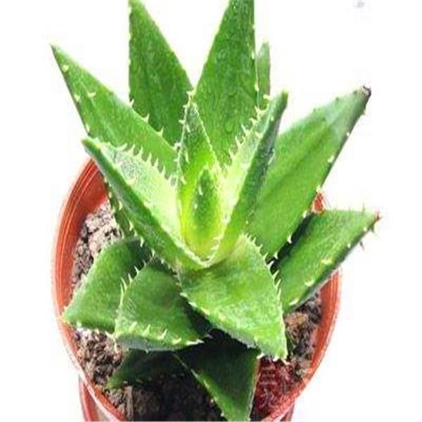 10 Aloe Vera Seeds