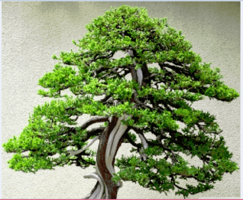 10 Bonsai Juniper Tree Seeds