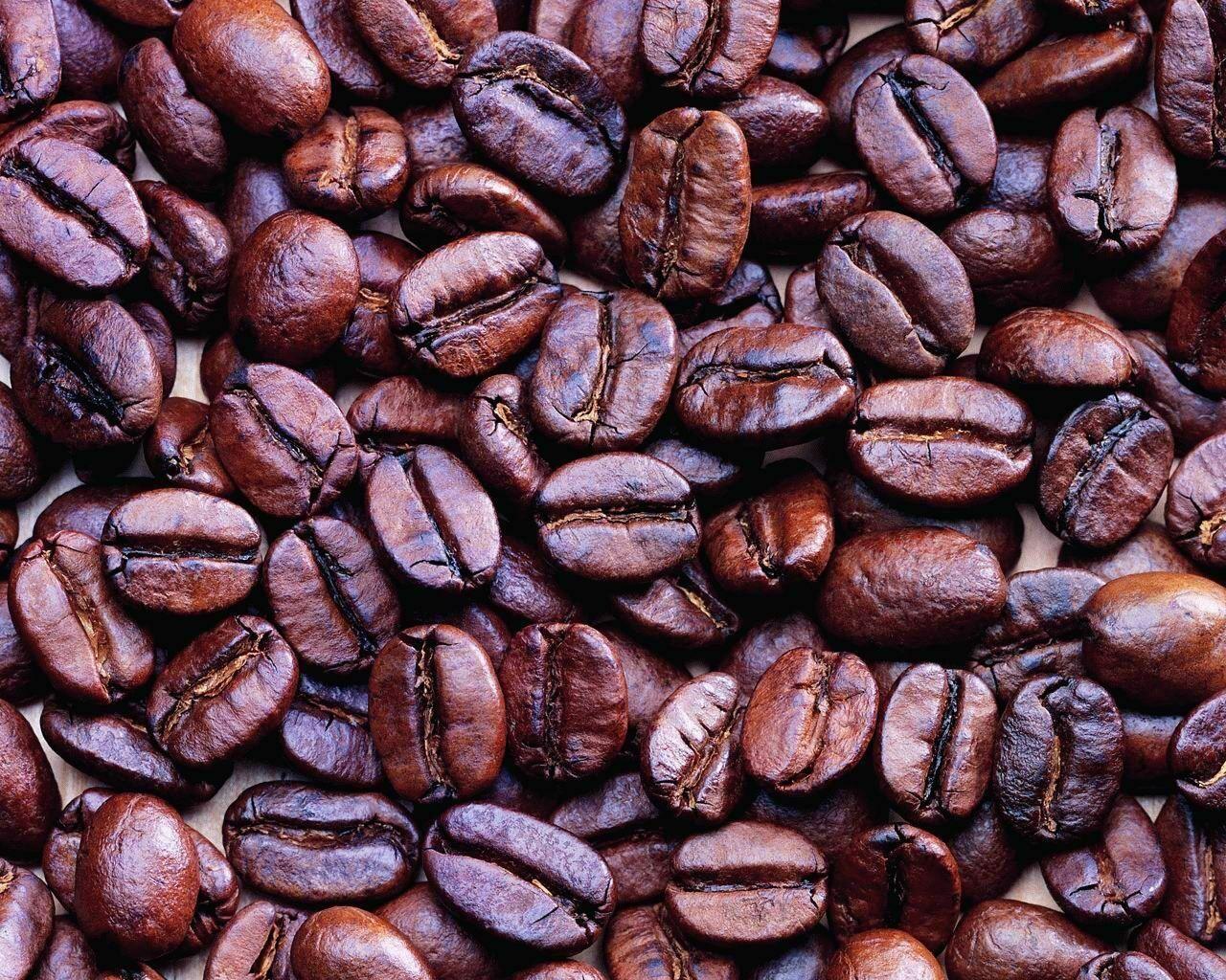 10 Coffee Bean Tree Seeds
