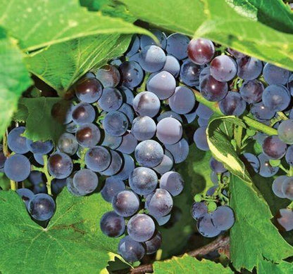 10 Concord Grape Seeds