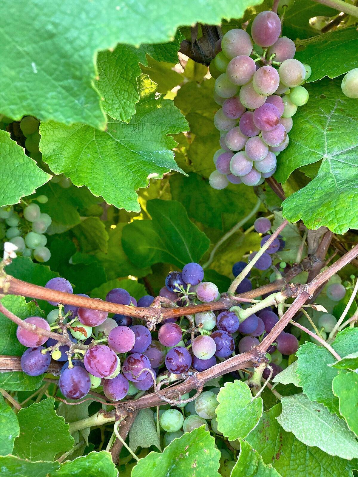 10 Concord Grape Seeds