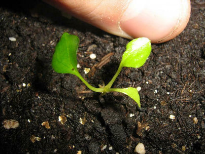 10 Tacca Chantrieri Seeds | the Greenhouse Black Bat Plant Tropical