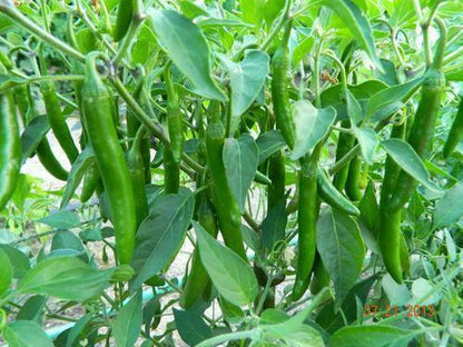 50 Long Organic Green Chili Seeds