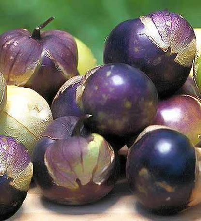 100 Purple Tomatillo Seeds