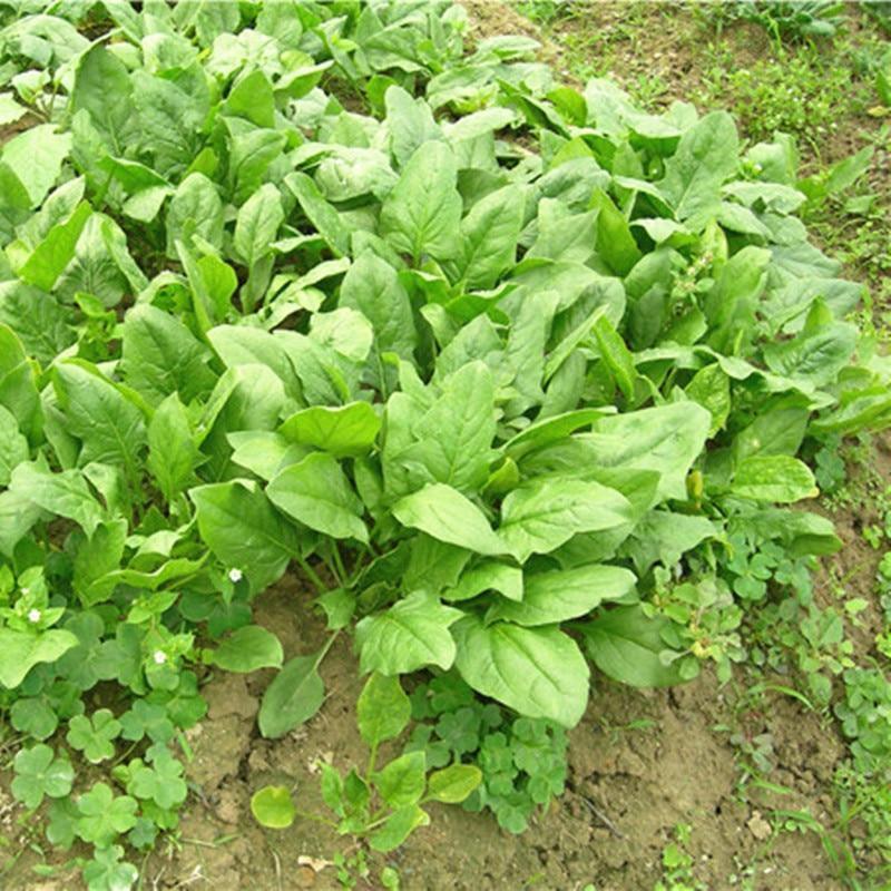 100 Spinach Seeds Nutritious Vegetable NO-GMO Plant