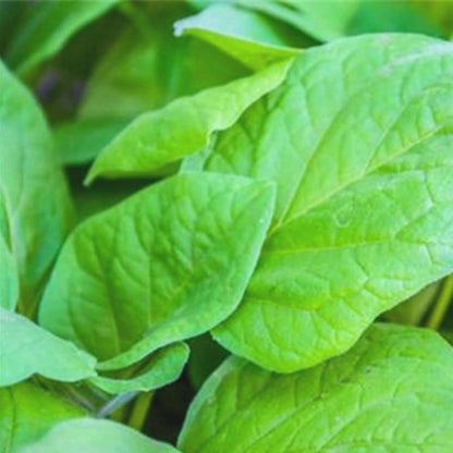 100 Spinach Seeds Nutritious Vegetable NO-GMO Plant