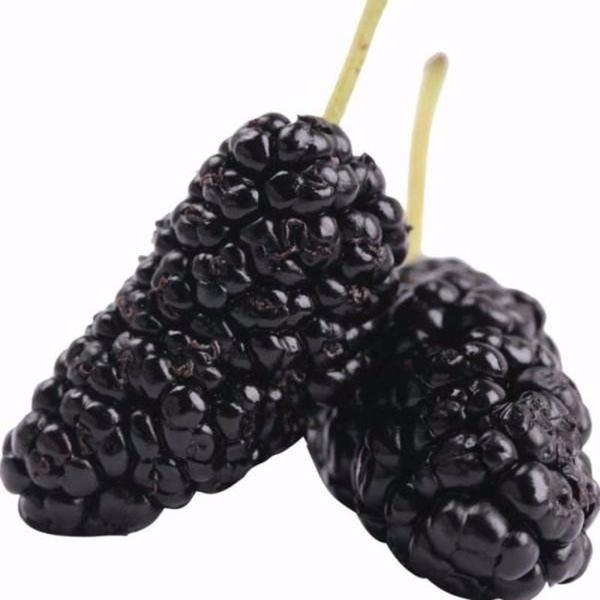 Jumbo Thornless Blackberry Seeds