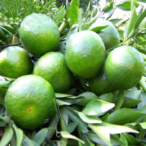 Green Mandarin Fruit Tree Seeds