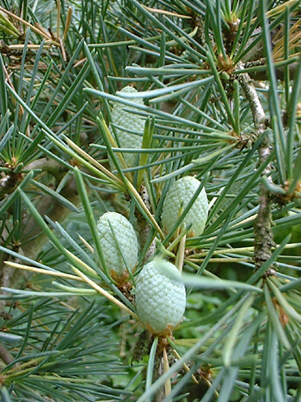 10 Cedrus Deodara Seeds - Himalayan Cedar