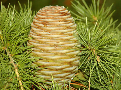 10 Cedrus Deodara Seeds - Himalayan Cedar