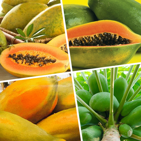 Multiple Variety Papaya Seeds