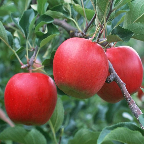 Organic Heirloom Deep Apple Seeds
