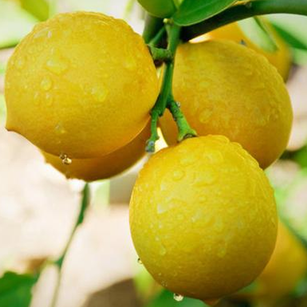Multiple Varieties Dwarf Lemon Tree Seeds