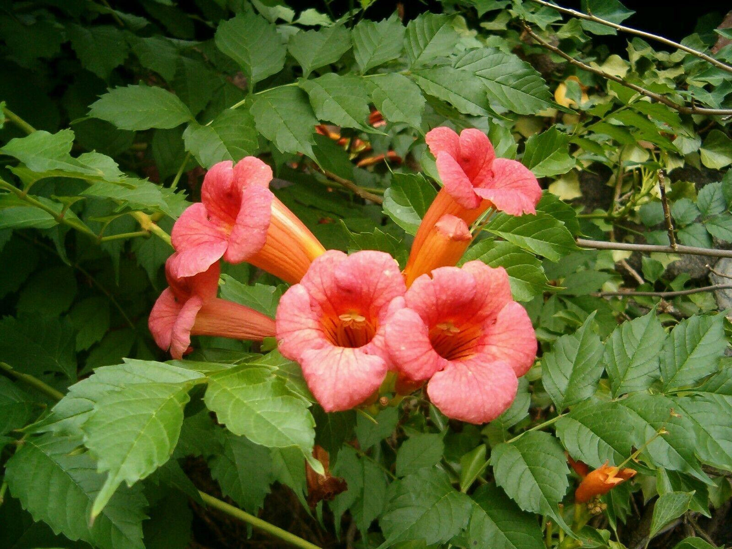 50 Orange Trumpet Vine (Campsis radicans) Seeds