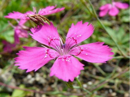200 Dianthus - Deltoides - Maiden Pink Seeds
