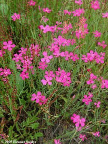 200 Dianthus - Deltoides - Maiden Pink Seeds