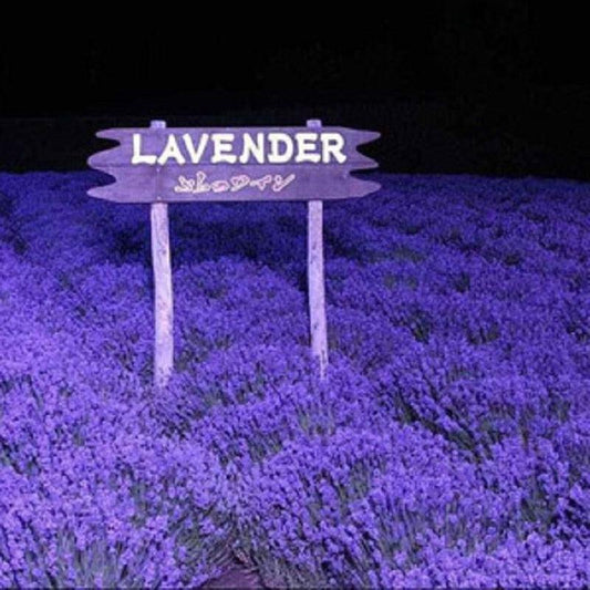 400 Lavender - Vera English - NON-GMO Seeds