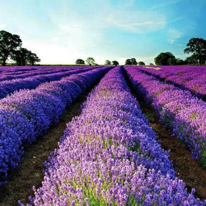400 Lavender - Vera English - NON-GMO Seeds