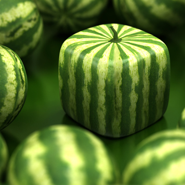 Rare Geometric Square Watermelons Seeds