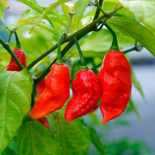 25 Red Ghost Pepper - Bhut Jolokia Seeds