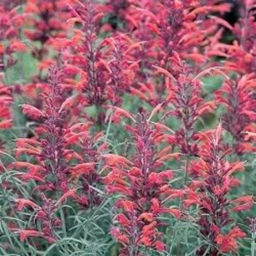 30 Red Agastache ‘Heather Queen’ Seeds