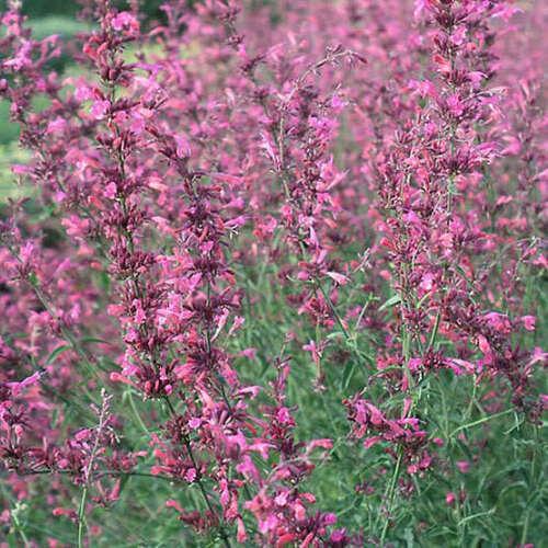30 Red Agastache ‘Heather Queen’ Seeds
