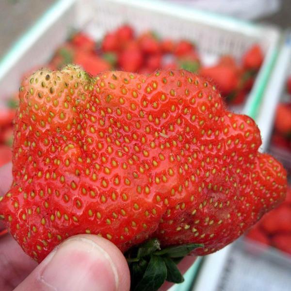 Super Giant Strawberry Fruit Seeds