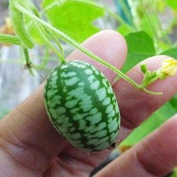 Mexican Miniature Melothria Heirloom Seeds