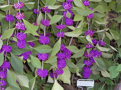 40 American Purple Beauty Berry Seeds
