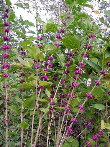 40 American Purple Beauty Berry Seeds
