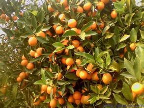 Climbing Orange Tree Seeds