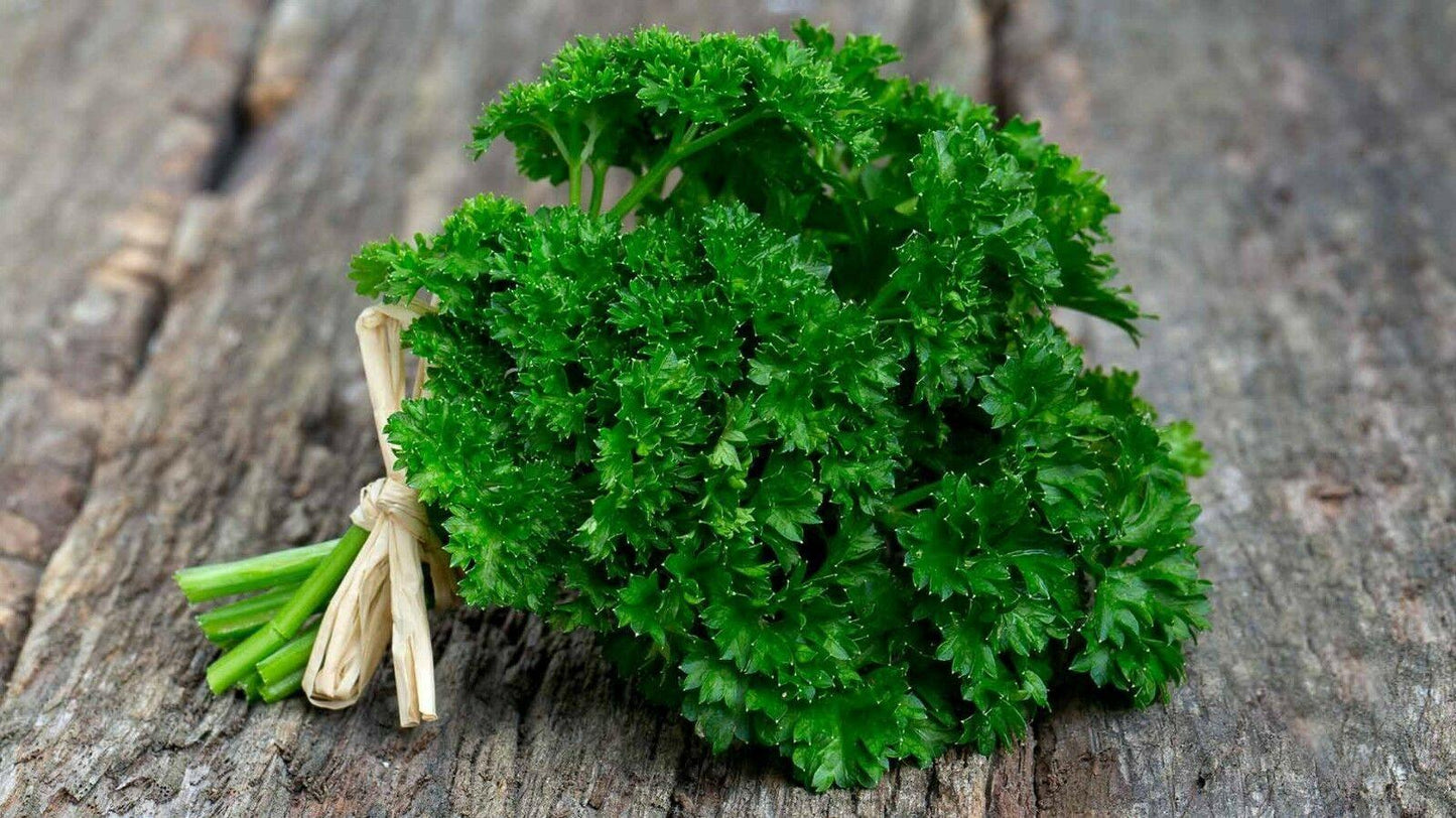 Garden Mix Cilantro - Parsley - Chives - Basil Seeds