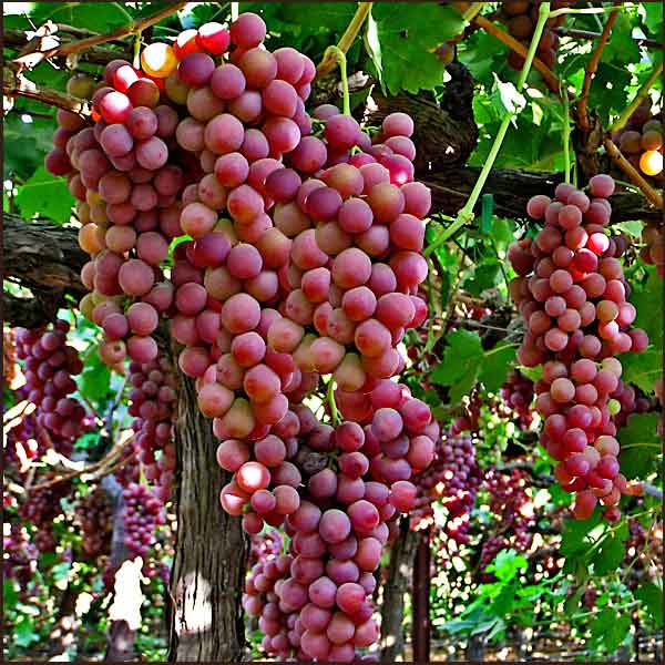 Organic Deep Purple Grape Seeds