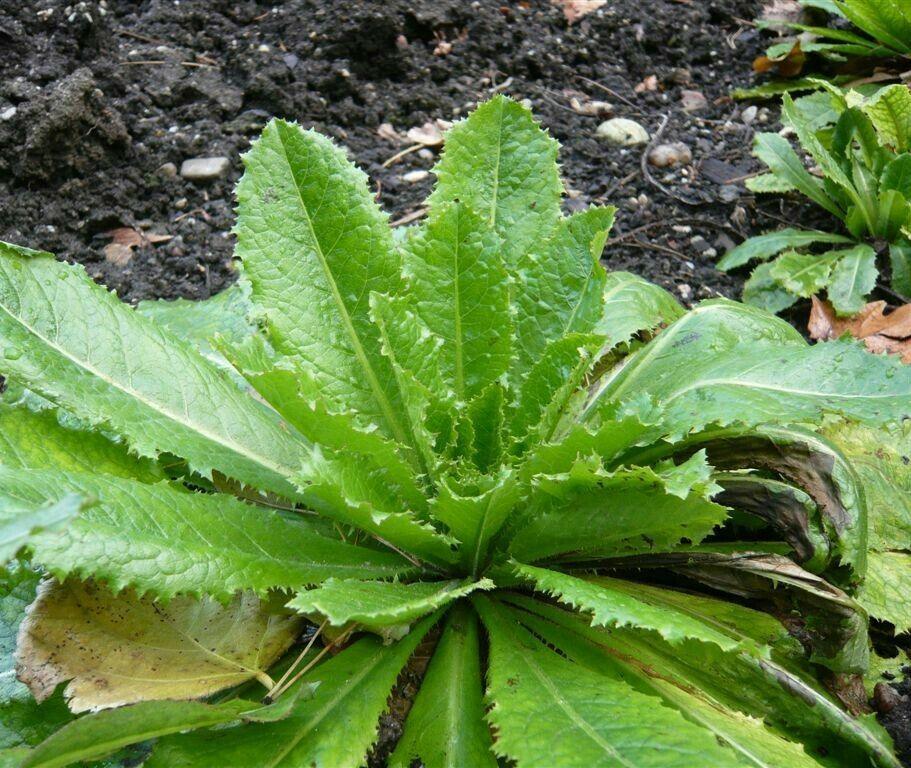 5+5 FREE Wild Lettuce Seeds - Lactuca Virosa