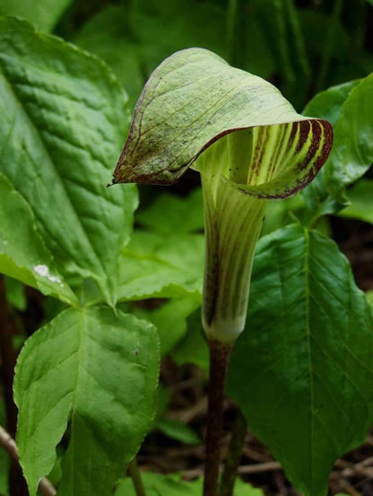 5 Jack In The Pulpit Seeds