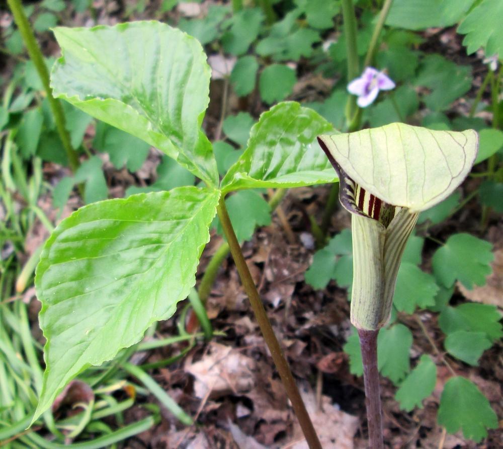 5 Jack In The Pulpit Seeds