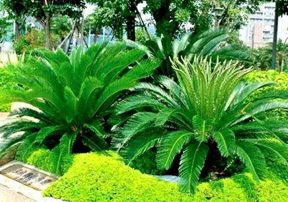 5 King Sago Palm Tree Seeds