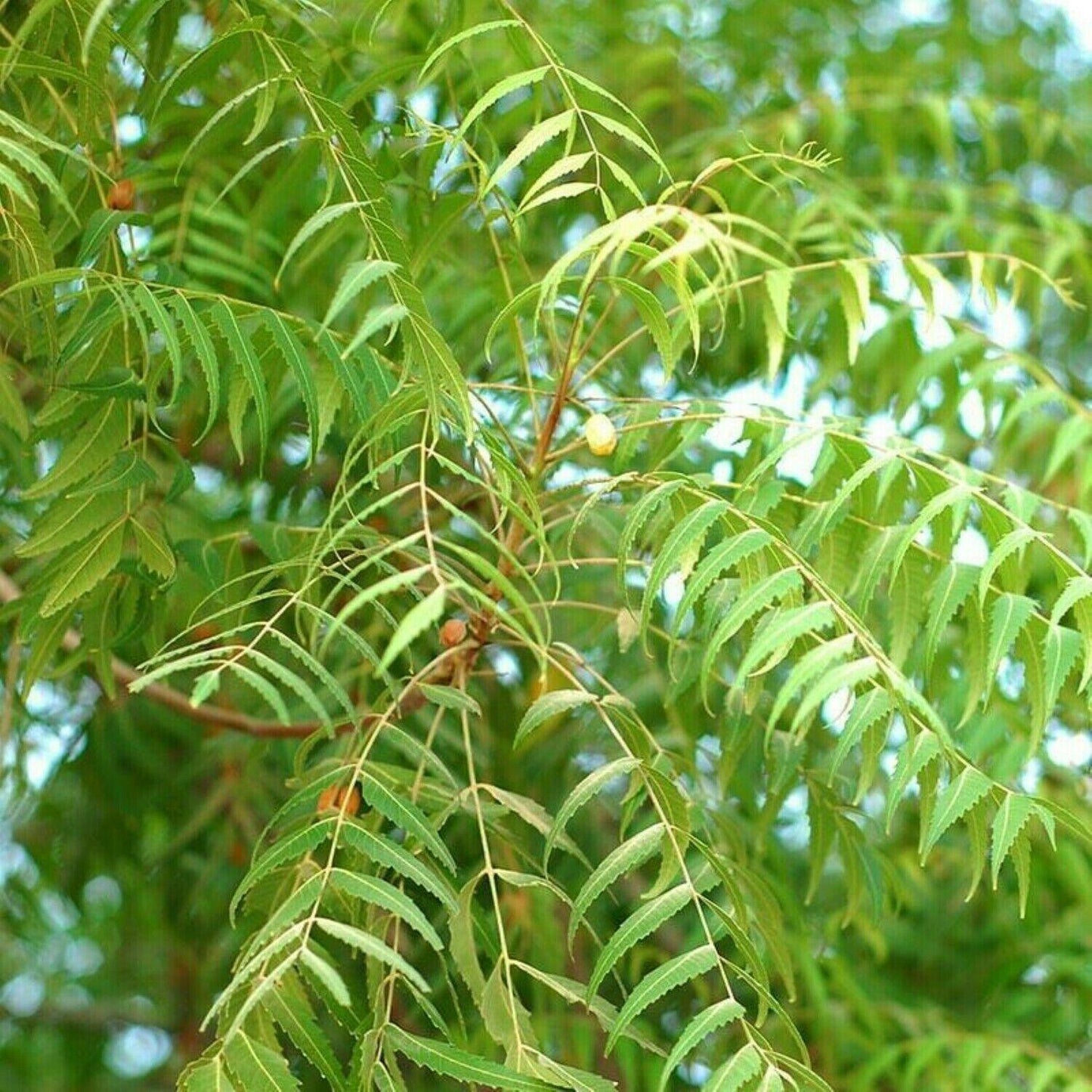 5 Neem (Azadirachta Indica) Divine Tree Seeds