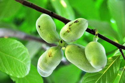 5 Paw Paw Fruit Tree Seeds