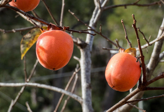 5 Persimmon Tree Diospyros Fruit Seeds
