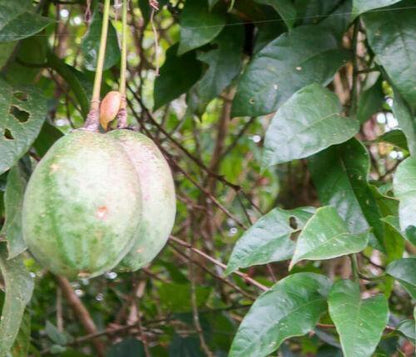 5 Rare Passiflora Popenovii | Perfect Passionfruit Seeds
