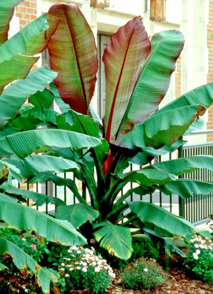 5 Red Abyssinian Banana Tree Seeds