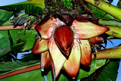 5 Red Abyssinian Banana Tree Seeds