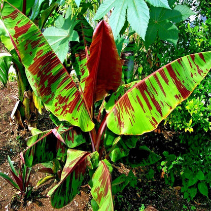 5 Red Tiger Banana (Musa Sikkimensis) Seeds
