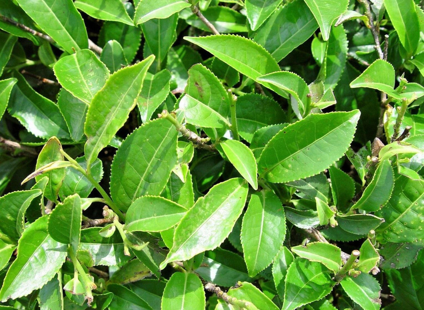 5 Tea Plant Seed - Black & Green Camellia Sinensis Tree Shrub Flower Seeds