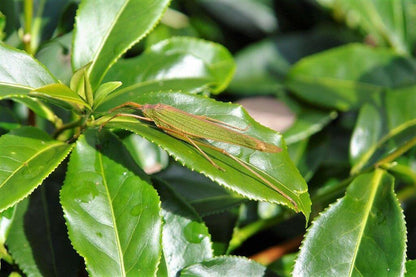 5 Tea Plant Seed - Black & Green Camellia Sinensis Tree Shrub Flower Seeds