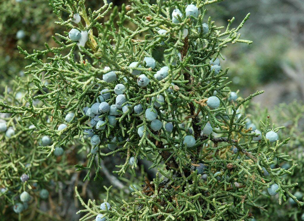 5 Utah Juniper - Juniperus Osteosperma Seeds