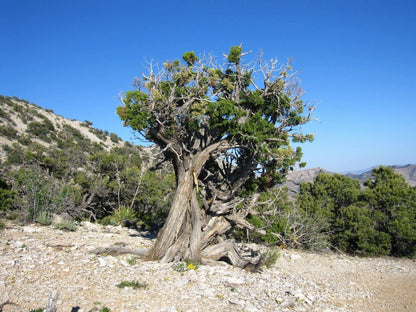 5 Utah Juniper - Juniperus Osteosperma Seeds