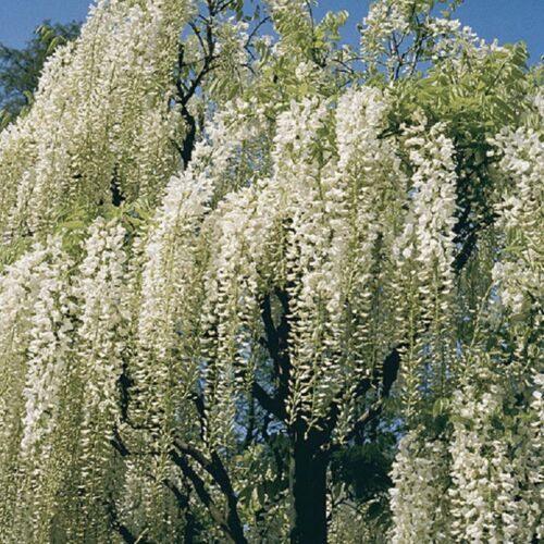 5 White Chinese Wisteria Seeds